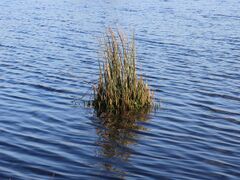 Common rush in shallow water