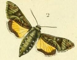 Pl.09-fig.02-Microsphinx pumilum (Boisduval, 1875).JPG