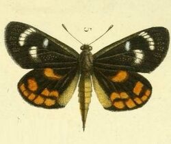 Pl.11-fig.5-Synemon parthenoides Felder, 1874.JPG