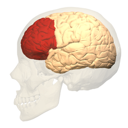 Prefrontal cortex (left) - lateral view.png
