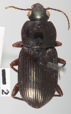 Pseudabarys columbicus.jpg