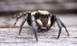 Pseudeuophrys erratica male spider.jpg