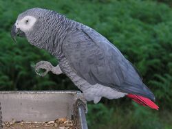 Psittacus erithacus -perching on tray-8d.jpg