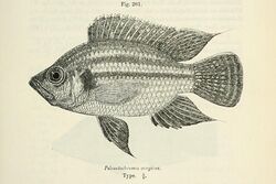 Pterochromis congicus.jpg