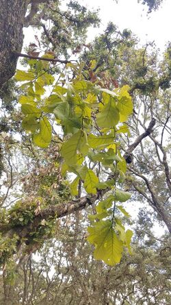 Quercus magnoliifolia.jpg