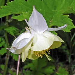 Ranunculaceae - Aquilegia fragrans.JPG