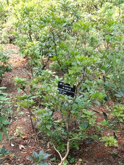 Rhododendron vialii - Kunming Botanical Garden - DSC02840.JPG