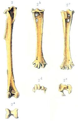 Rodrigues owl leg bones.jpg