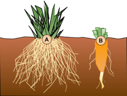 Root Systems.svg