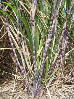 A tuft of sugarcane with red, thick stems