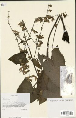 Salvia smithii.jpg