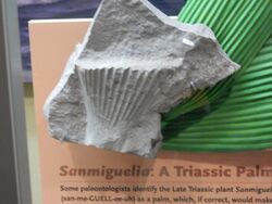 Sanmiguelia fossil 2.jpg