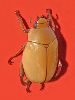 Scarabaeidae - Macropoides crassipes.jpg