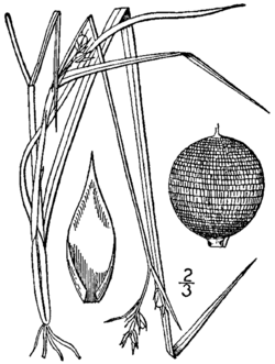 Scleria reticularis BB-1913.png