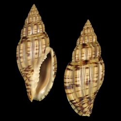 Seashell Lyria boholensis.jpg