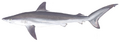 Silky shark (Carcharhinus falciformis)