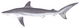 Silky shark (Duane Raver).png