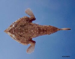 Slantbrow batfish (Ogcocephalus declivirostris).jpg