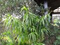 Starr-110330-3699-Dracaena angustifolia-habit-Garden of Eden Keanae-Maui (24987337521).jpg