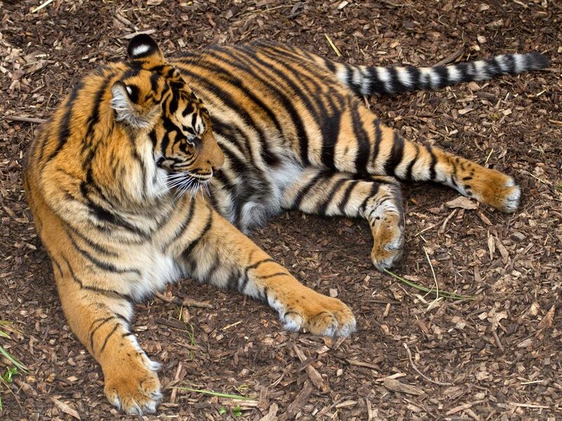 File:Sumatran Tiger 4 (6964676168).jpg