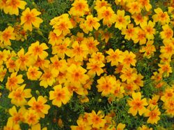 Tagetes tenuifolia g122.JPG