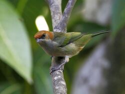 Tangara peruviana - Black-backed Tanager (female); Bertioga, São Paulo, Brazil.jpg