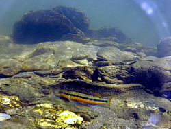 Tangerine Darter Underwater.png