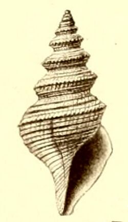 Teretia cincta 001.jpg