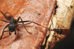 Tetradonia beetle attacking an adult Eciton burchellii worker ant during a colony emigration