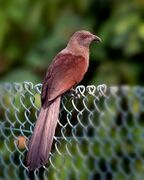 The Andaman Coucal.jpg
