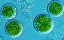 Picture through microscope of four algal cells: round with clear edges and bright green centres