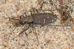 Twelve-spotted Tiger Beetle - Cicindela duodecimguttata, Leesylvania State Park, Woodbridge, Virginia.jpg