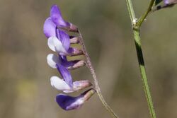 Vicia ludoviciana 12536138.jpg