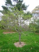 Xanthoceras sorbifolia, Arnold Arboretum - IMG 6061.JPG