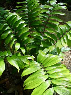 Zamia neurophyllidia.jpg