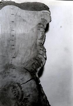 1937. Ponderosa pine stump section showing tree growth rings and fire scars from 1255-1930. Deming Creek. Bly, Oregon. (34049124174).jpg