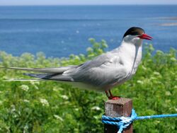 2009 07 02 - Arctic tern on Farne Islands - The blue rope demarcates the visitors' path.JPG