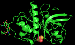 3D structure of zingibain enzyme.png