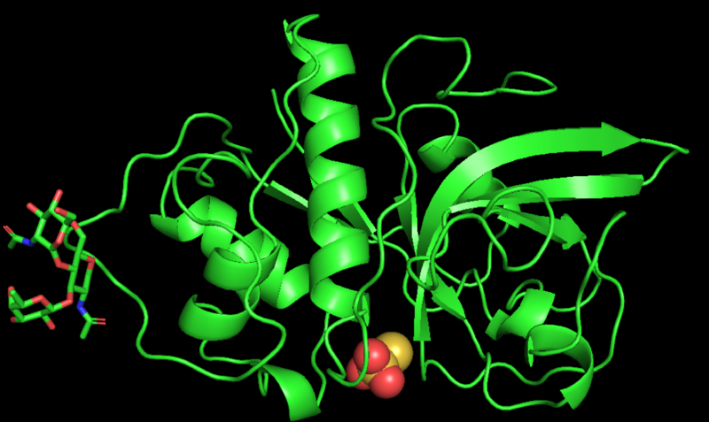 File:3D structure of zingibain enzyme.png