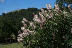 Aesculus californica Mt Burdell.jpg