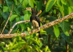 An African pied hornbill on a tree branch
