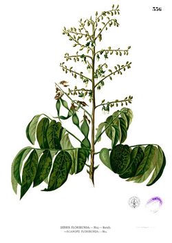 Aganope thyrsiflora Blanco2.336.jpg