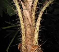 A short section of the stem of a palm showing leaf bases and petioles densely covered with long spines.