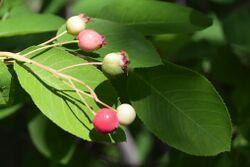 Amelanchier canadensis berry.jpg