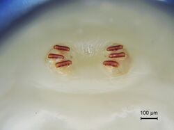 Anastrepha ludens larva posterior spiracle.jpg