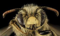 Andrena gardineri, M, Face, OH, Washington County 2014-05-06-13.08.40 ZS PMax (14191185851).jpg