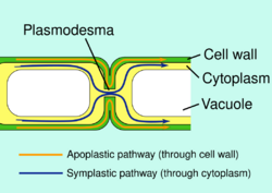 Apoplast and symplast pathways.svg
