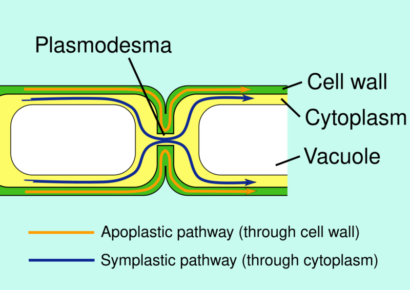 File:Apoplast and symplast pathways.svg