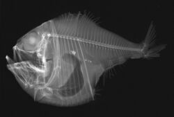 Argyropelecus lychnus X-ray.jpg