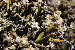 Arthraerua leubnitziae - pencil bush-1494 - Flickr - Ragnhild & Neil Crawford.jpg